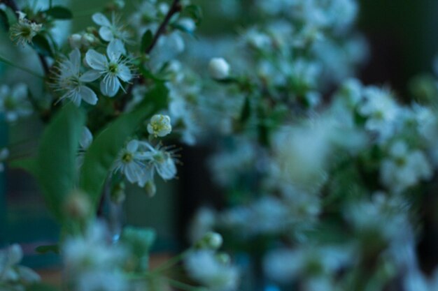 Boeket delicate witte kersenbloesems in een glazen pot met water in interieur