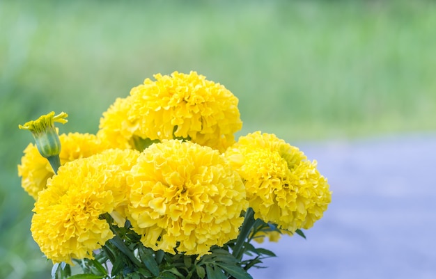 Boeket gele bloemen, Amerikaanse goudsbloem.