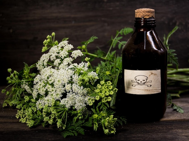 Boeket hemlock bloemen met een flesje gif. Giftig kruidenconcept