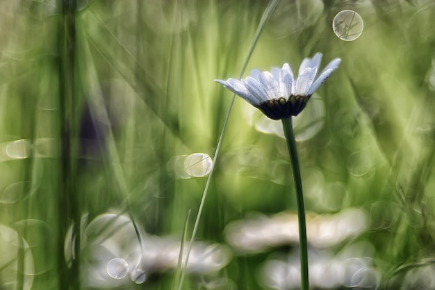 boeket kamille / mooie witte wilde bloemen van kamille