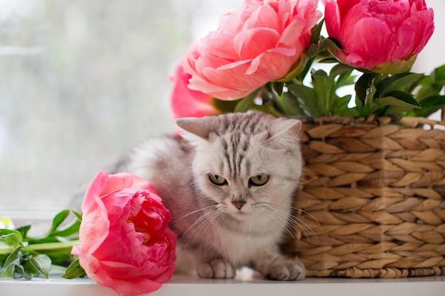 Foto boeket koraal pioenrozen en grijze kat