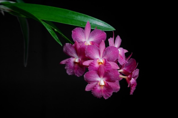 Boeket orchidee bloem op een zwarte xAxA