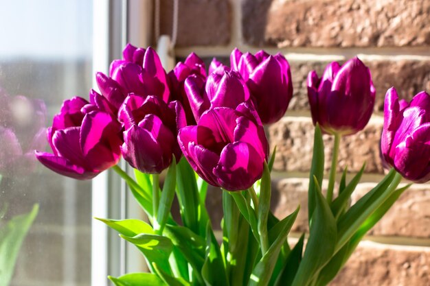 Boeket paarse tulpen bij het raam Lenteboeket