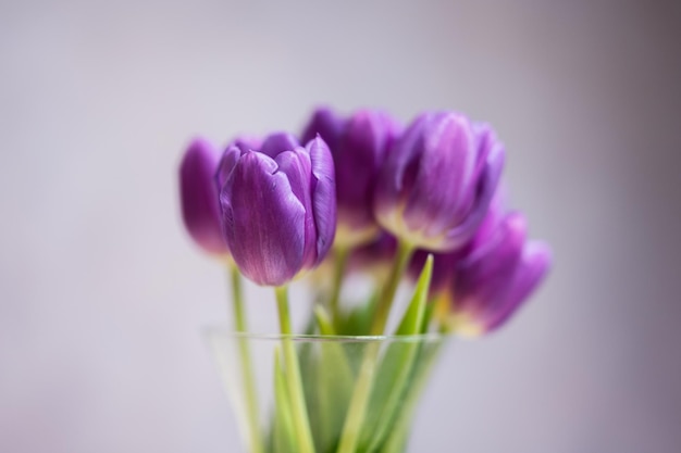 Boeket paarse tulpen met groene bladeren in glazen vaas