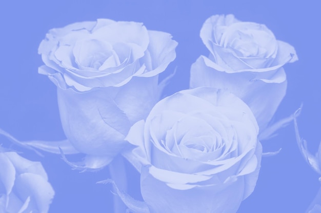 Boeket prachtige rozen met blauw getinte bloemsamenstelling