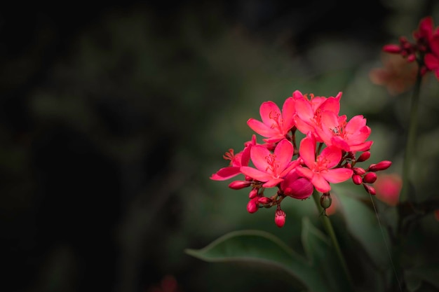 Boeket rode bloemen in de natuur