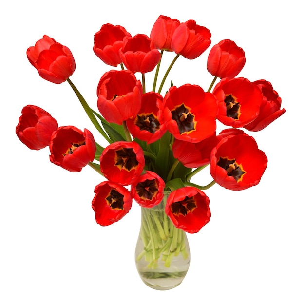 Boeket rode bloemen tulpen in een vaas geïsoleerd op witte achtergrond Botanische concept flora idee Macro nature