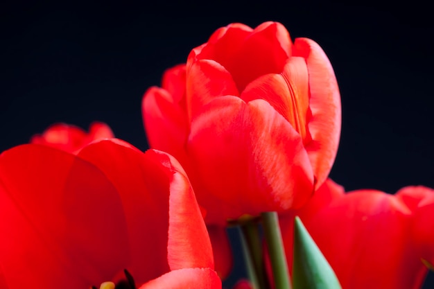 Boeket rode tulpen om te geven op vakantie