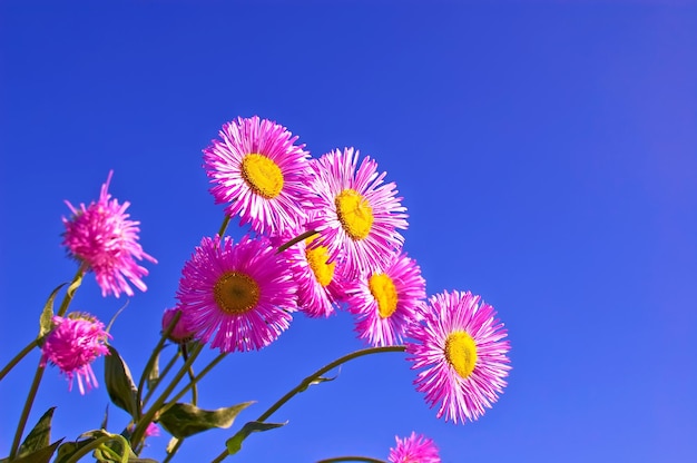 Boeket roze kleine bloemen asters tegen de blauwe lucht