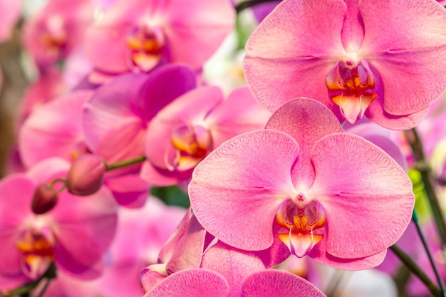 Boeket roze orchidee Phalaenopsis