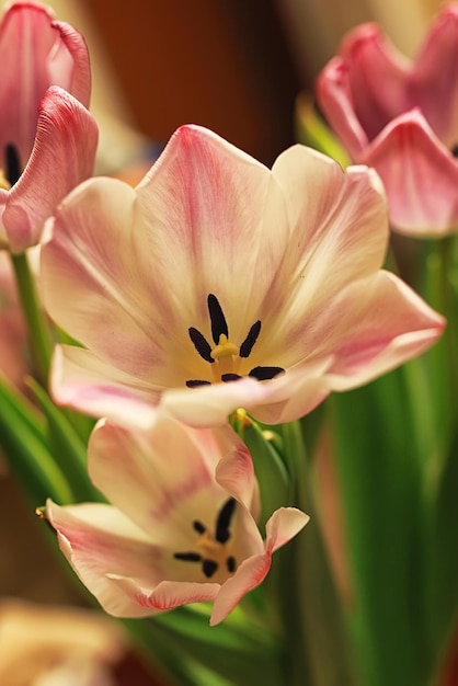 Boeket tulpen macro