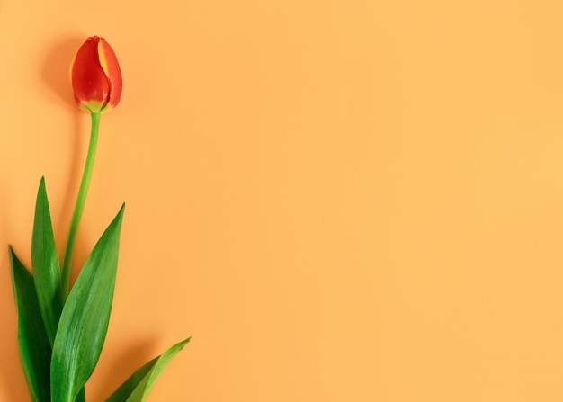 Boeket tulpen op een oranje achtergrond Concept moederdag pasen lente liefde