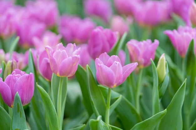 Boeket tulpen (Tulipa spp. L.) met licht door het raam