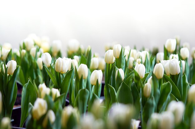 Boeket tulpen (Tulipa spp. L.) met licht door het raam.