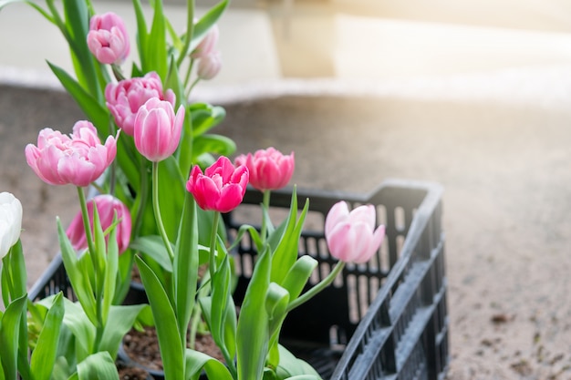 Boeket tulpen (Tulipa spp. L.) met licht door het raam.