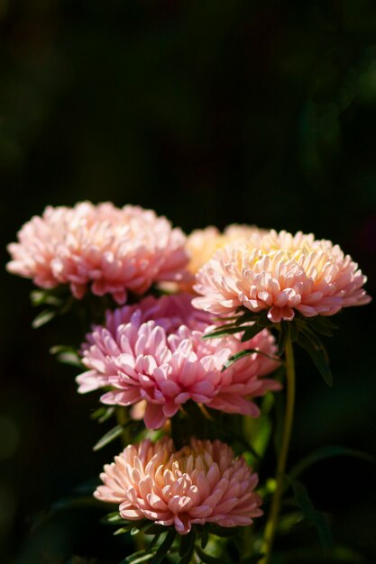 Boeket van asterbloemen