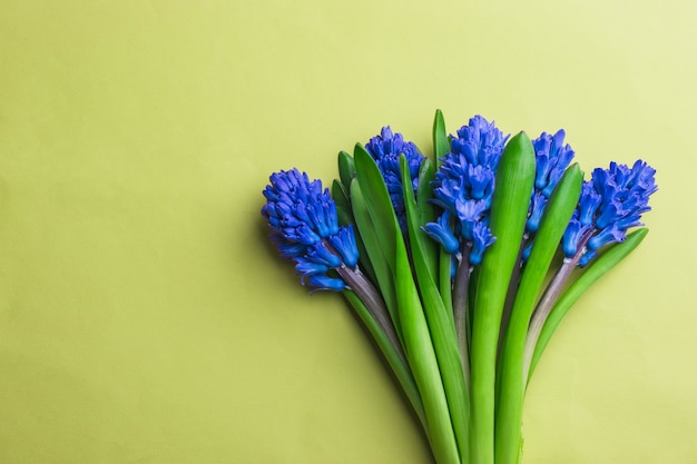 boeket van blauwe hyacint op gele achtergrond