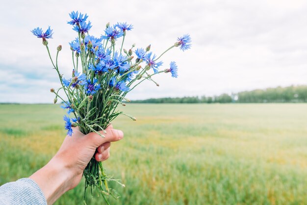 Boeket van blauwe korenbloemen op zomer veld achtergrond. Kruiden veld bloemen. Symbool van Wit-Rusland
