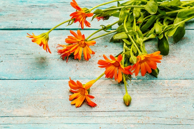 Boeket van bloeiende calendula. Gezond ingrediënt voor thee, alternatieve geneeskunde