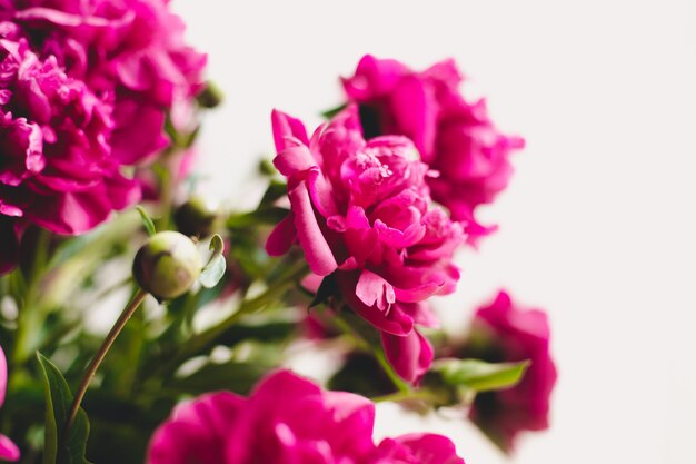 Boeket van bloeiende pioenrozen. Stilleven met een boeket van pioenen. Tedere roze pioen