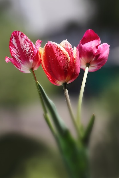 Boeket van drie tulpen in dauw