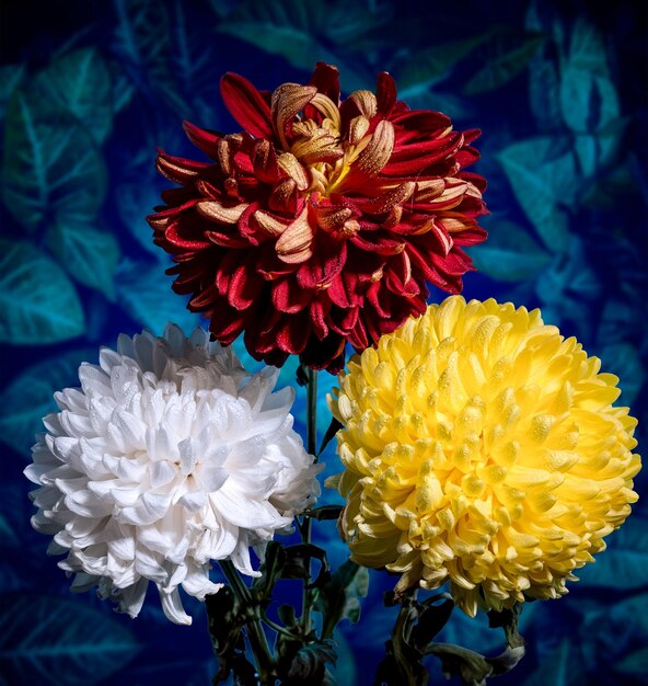 Foto boeket van drie veelkleurige chrysanten op een blauwe achtergrond