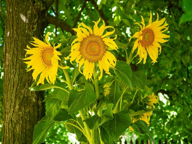 Boeket van drie zonnebloemen tegen de achtergrond van lindebladeren