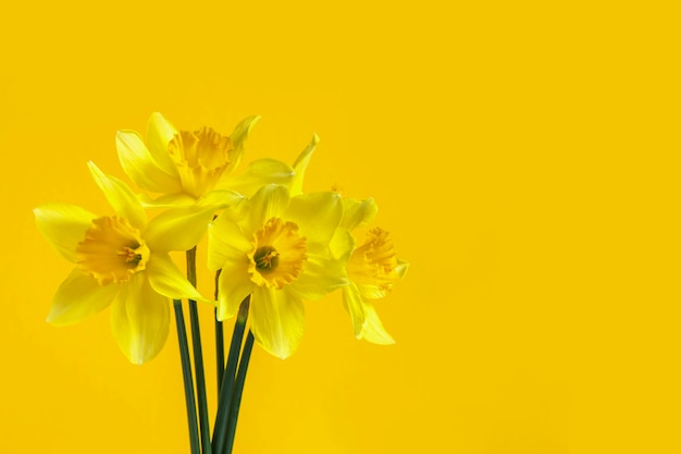 Boeket van gele narcissen op een lichte achtergrond.