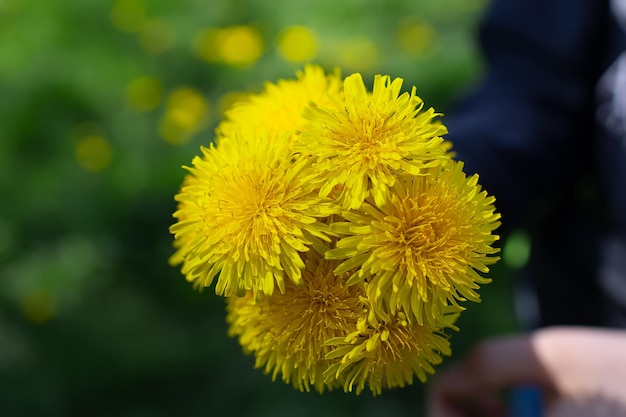 Boeket van gele paardebloemen op een achtergrond van groen gras