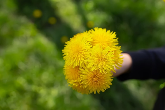 Boeket van gele paardebloemen op een achtergrond van groen gras