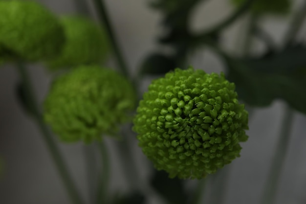 Boeket van groene chrysanten op een grijs raam en gordijn als achtergrond