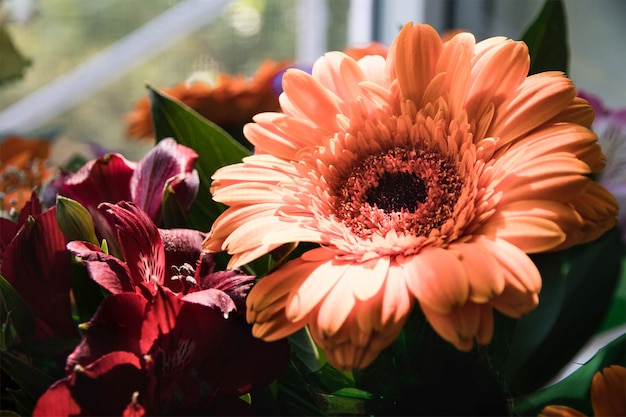 Boeket van grote oranje gerbera's en bordeauxrode alstroemeria's in de ochtendzon