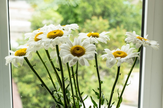 Boeket van kamille bloemen