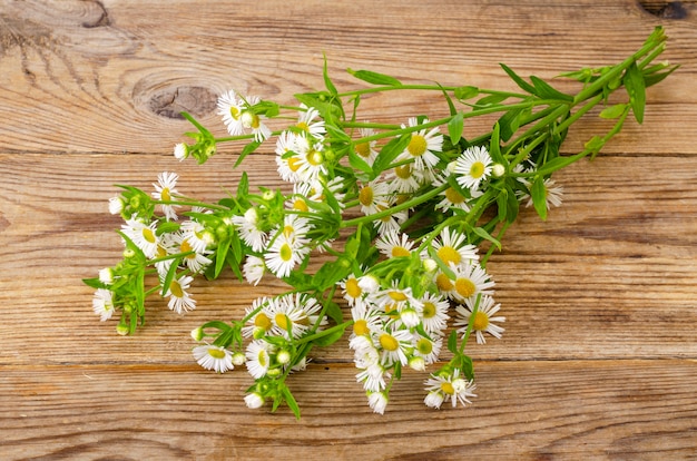 Boeket van kleine witte de herfstmadeliefjes.