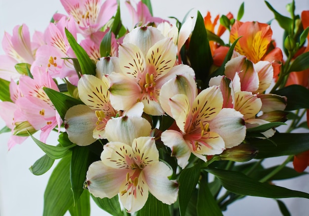 Boeket van kleurrijke alstroemeria bloemen achtergrond Alstroemeria bloem is kleurrijk Closeup