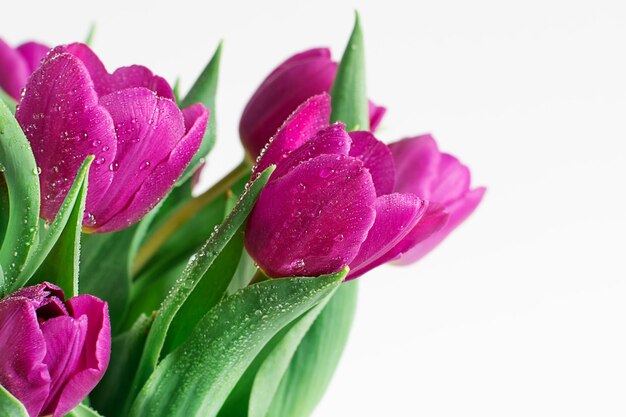 Boeket van lente roze tulpen met heldere waterdruppels op witte houten achtergrond closeup