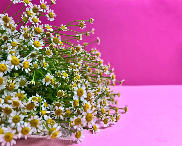 Boeket van margrieten op een roze achtergrond