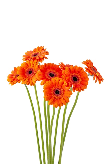 Boeket van mooie oranje gerbera bloemen geïsoleerd op witte achtergrond