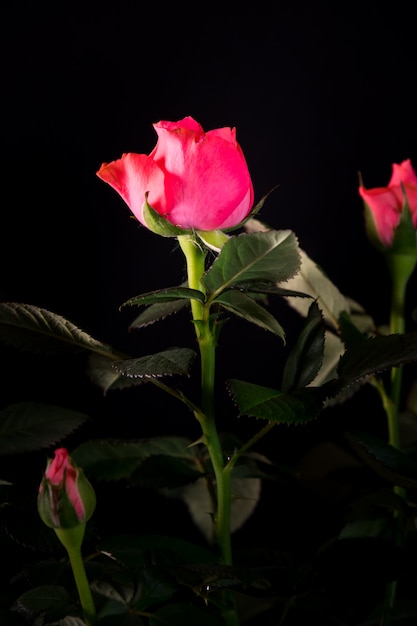 Boeket van mooie roze close-up op een zwarte muur