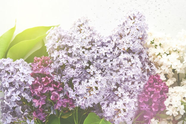 Boeket van mooie witte en paarse lila op witte achtergrond. Bovenaanzicht. Feestelijke wenskaart. Lente of zomer bloemen achtergrond. Bloeiende bloemen. Getinte afbeelding.