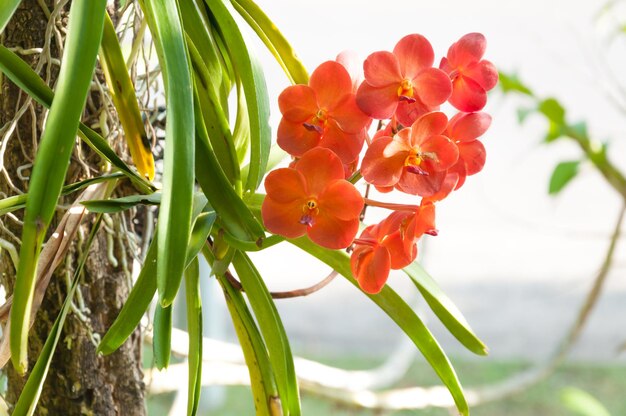 Boeket van oranje orchideeën bloeien van dichtbij onder natuurlijk licht buiten bloeien orchideeën in de tuin