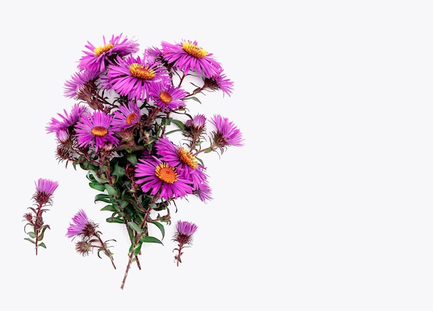 Boeket van paarse bloemen met kopie ruimte voor design