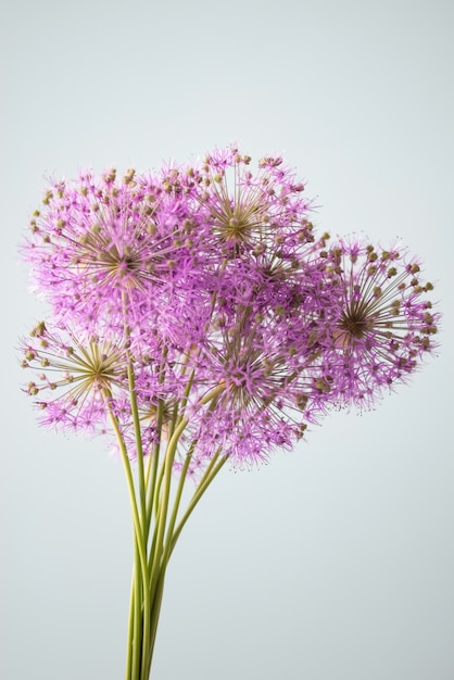 Boeket van paarse bloemen op een grijze achtergrond