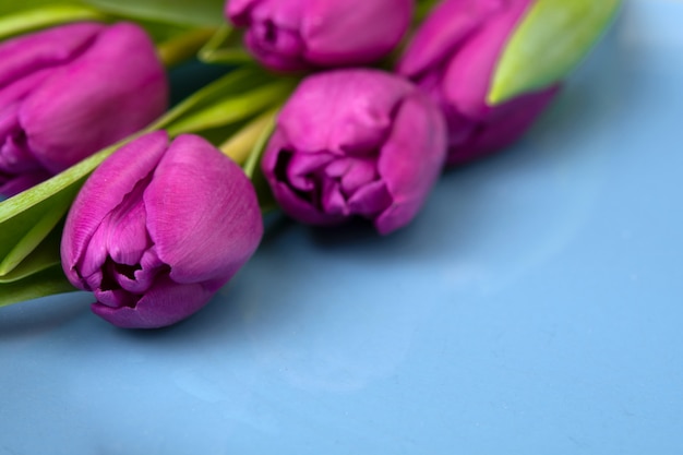 Boeket van paarse tulpen op een blauwe muur