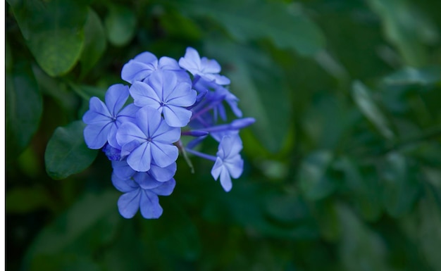 Boeket van plumbago auriculata blauwe bloem bloeien in de botanische tuin Zachte bloemblaadjes Floral background