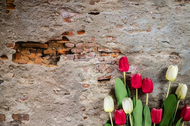 Boeket van rode en witte tulpen over muur achtergrond Bovenaanzicht banner