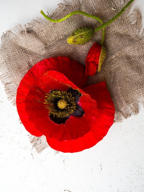 Boeket van rode papavers op een witte wilde bloemen