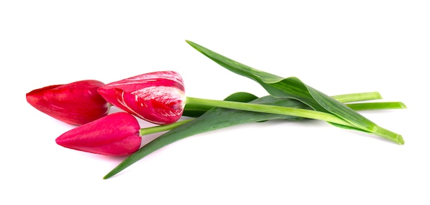 Boeket van rode tulpen die op witte ruimte worden geïsoleerd. Lente boeket.