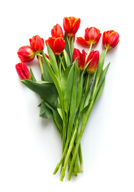 Boeket van rode tulpen geïsoleerd op een witte achtergrond