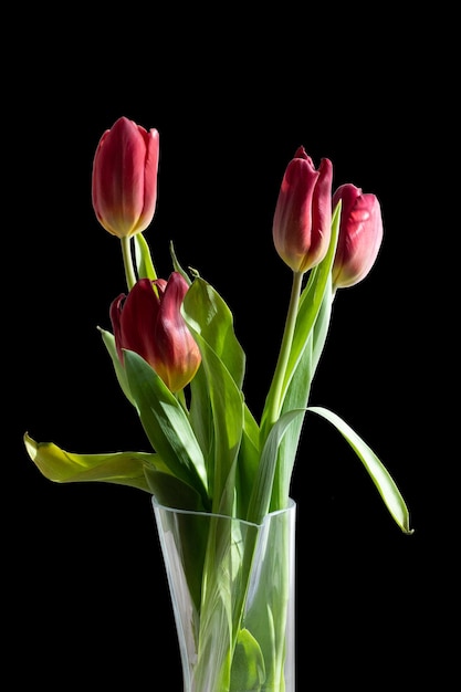 Boeket van rode tulpen in een vaas op een zwarte geïsoleerde background